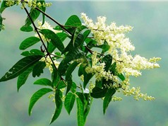 Nghiên cứu tác dụng giảm đau, chống viêm của cây pác lừ